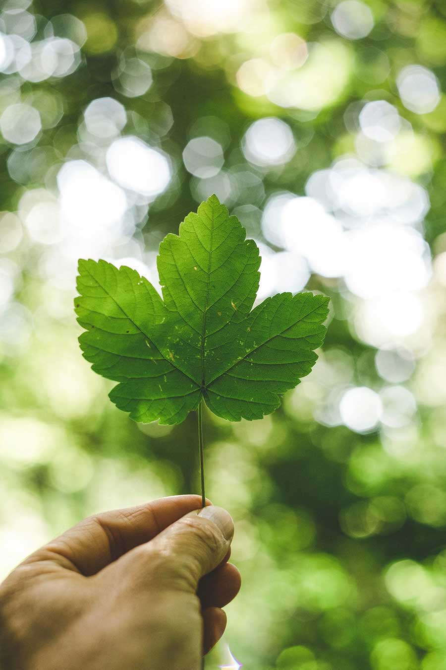 politica-medioambiental-de-cafes-gometero