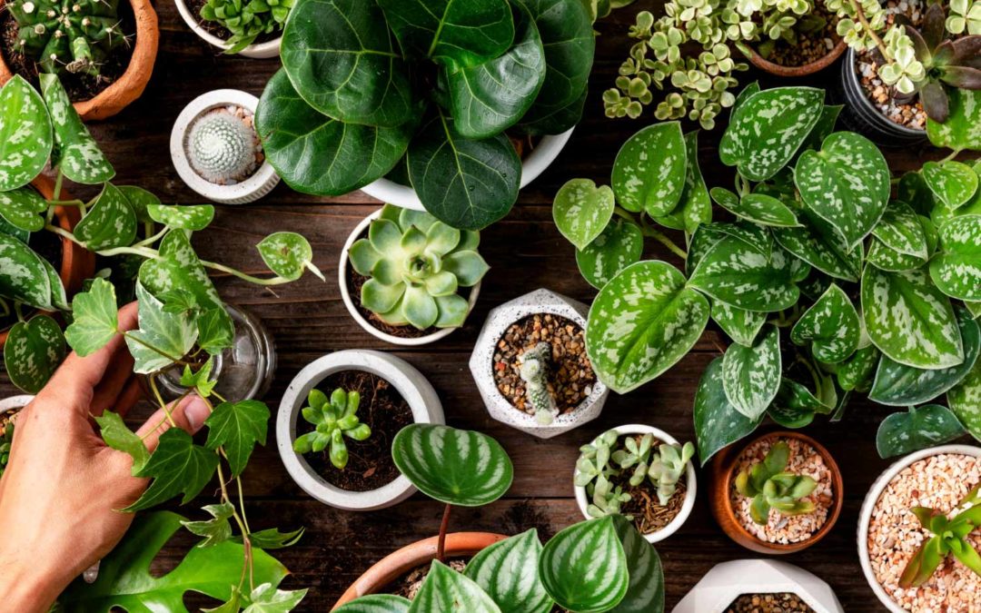 Usos de los posos del Café: ¡Descubre todos sus beneficios!