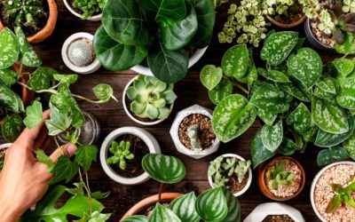 Usos de los posos del Café: ¡Descubre todos sus beneficios!