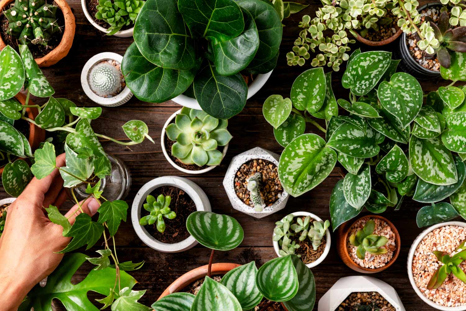 utilidades-posos-cafe-para-plantas