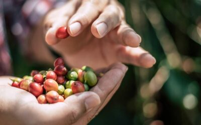 ¿Qué es el café Fair Trade y por qué cada vez más personas lo eligen