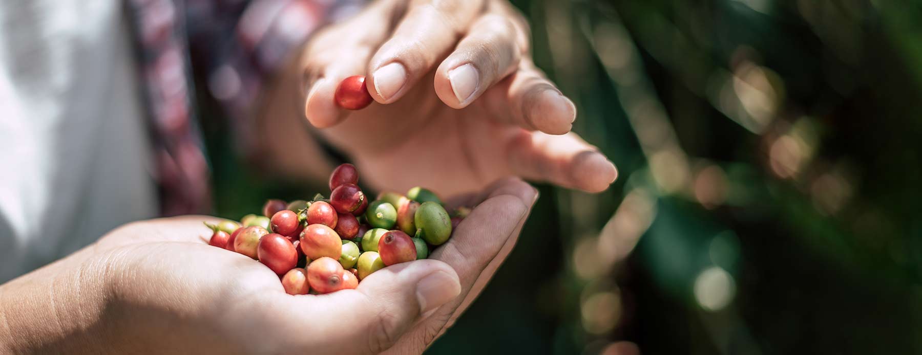 Café Fair Trade de Cafés Gometero tostado artesanalmente