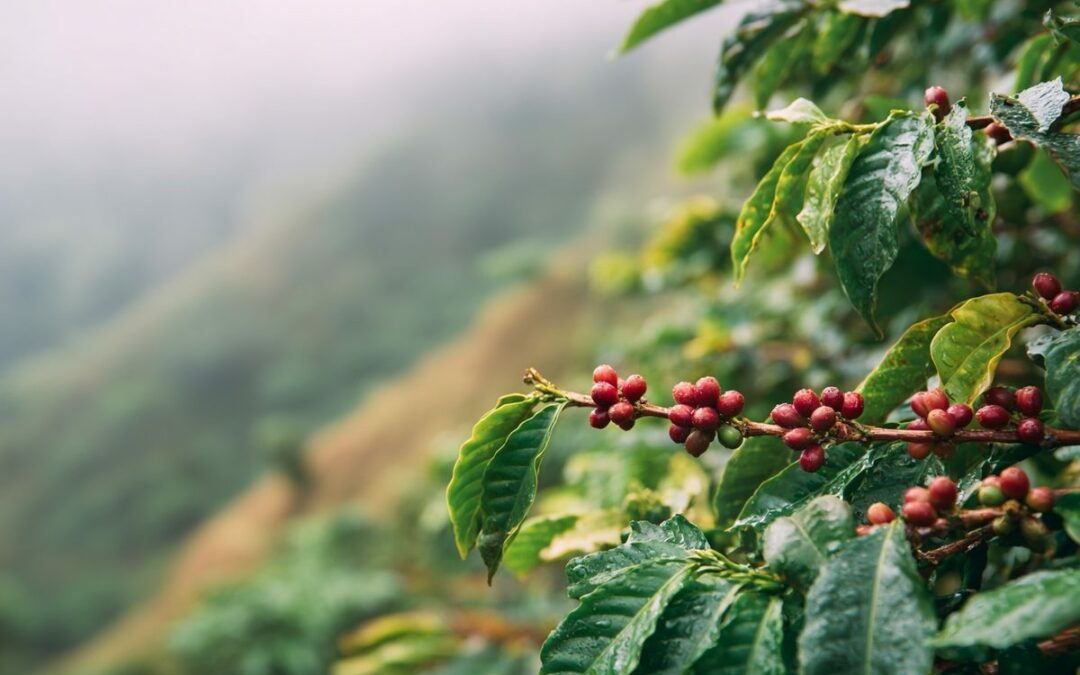 Café de Colombia arábica: por qué es uno de los más valorados del mundo
