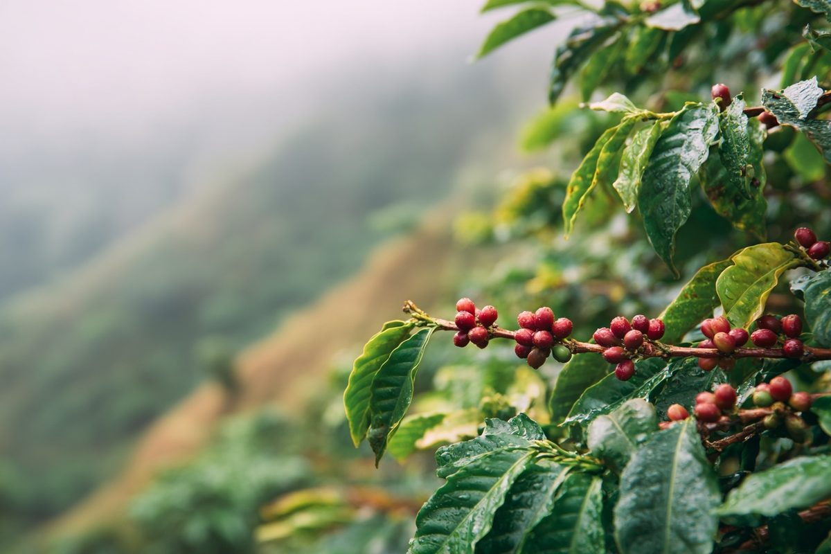 Plantación de café colombiana en ladera verde con cerezas rojas maduras en primer plano al atardecer